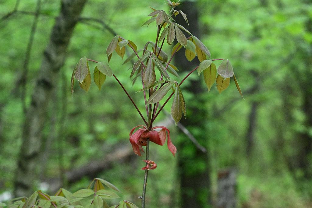 2025-05148545 Broad Meadow Brook, MA.JPG - Shagbark Hickory. Broad Meadow Brook Wildlife Sanctuary, MA, 5-14-2025